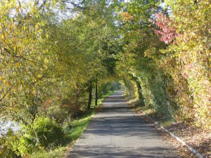 Tree passage along Vltava river Tree passage along Vltava river
